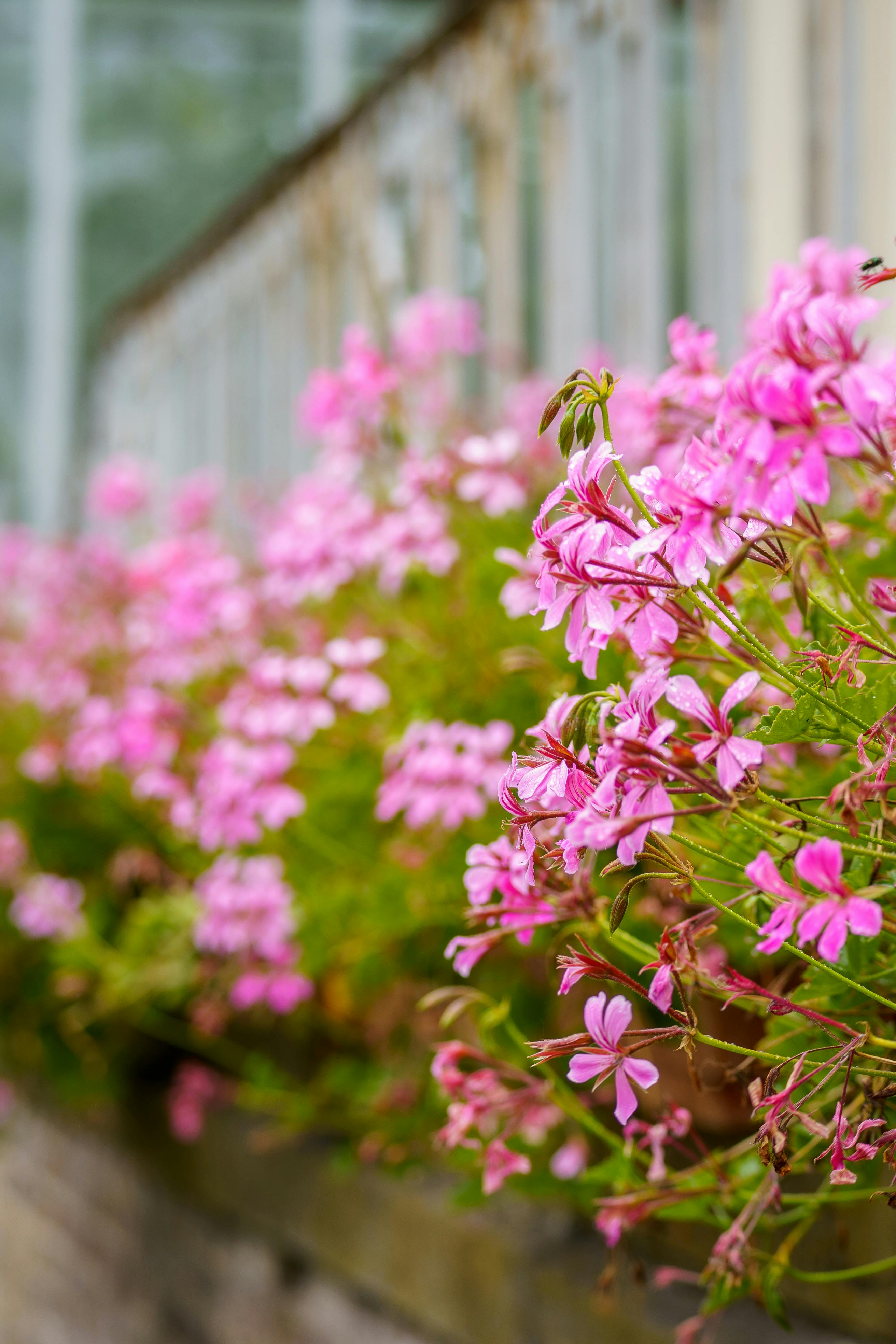 Gratis Immagine gratuita di amanti dei fiori, amanti della natura, amants de plantes Foto a disposizione