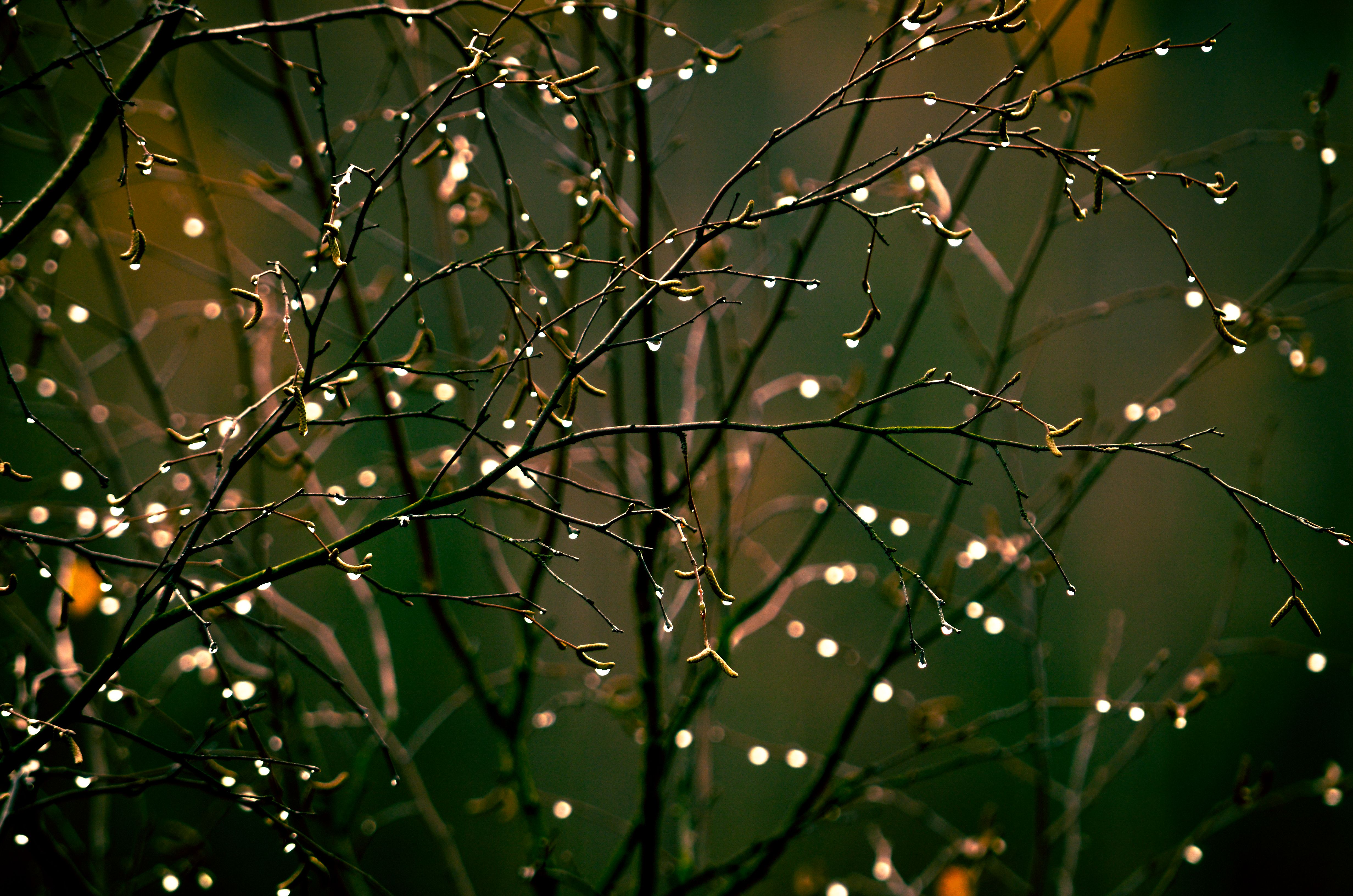 The gentle repetition of raindrops on branches mirrors the calming effect of predictable daily rhythms.