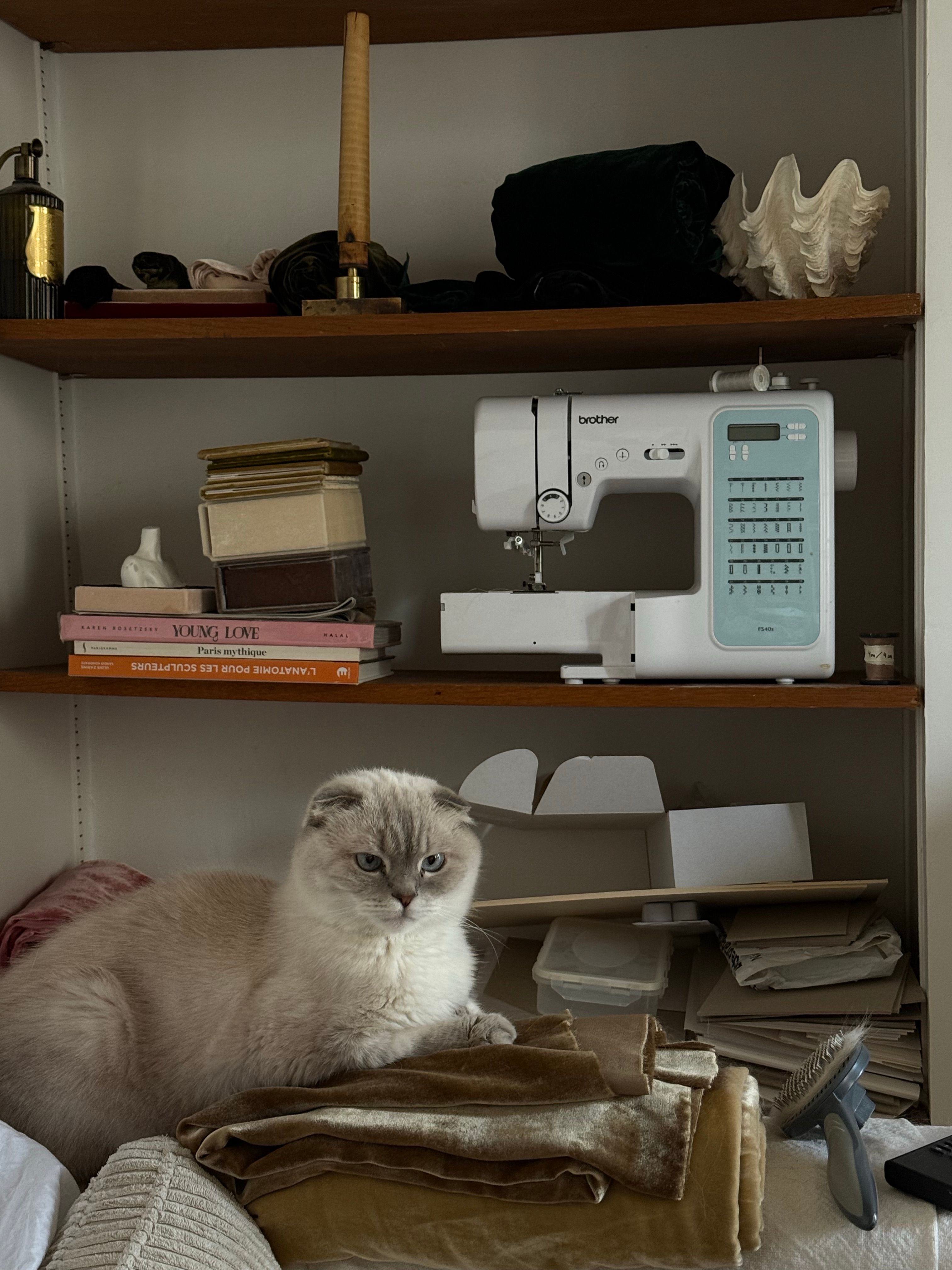 Cozy Cat in Sewing Room with Shelves and Fabrics · Free Stock Photo