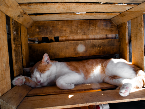 A cute ginger and white cat peacefully sleeping inside a rustic wooden crate.