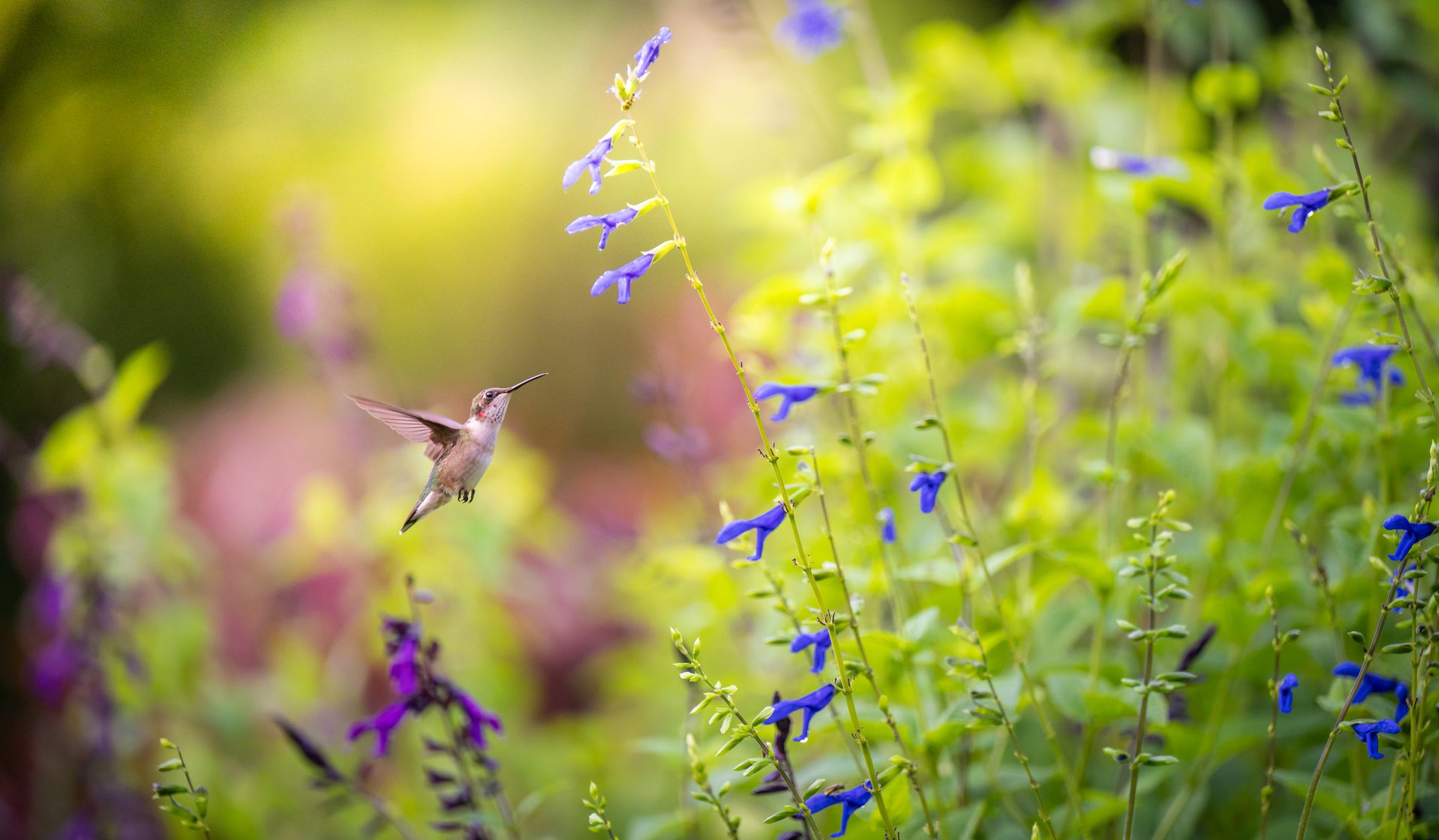 A hummingbird hovers near vibrant blue flowers in a lush green garden setting.