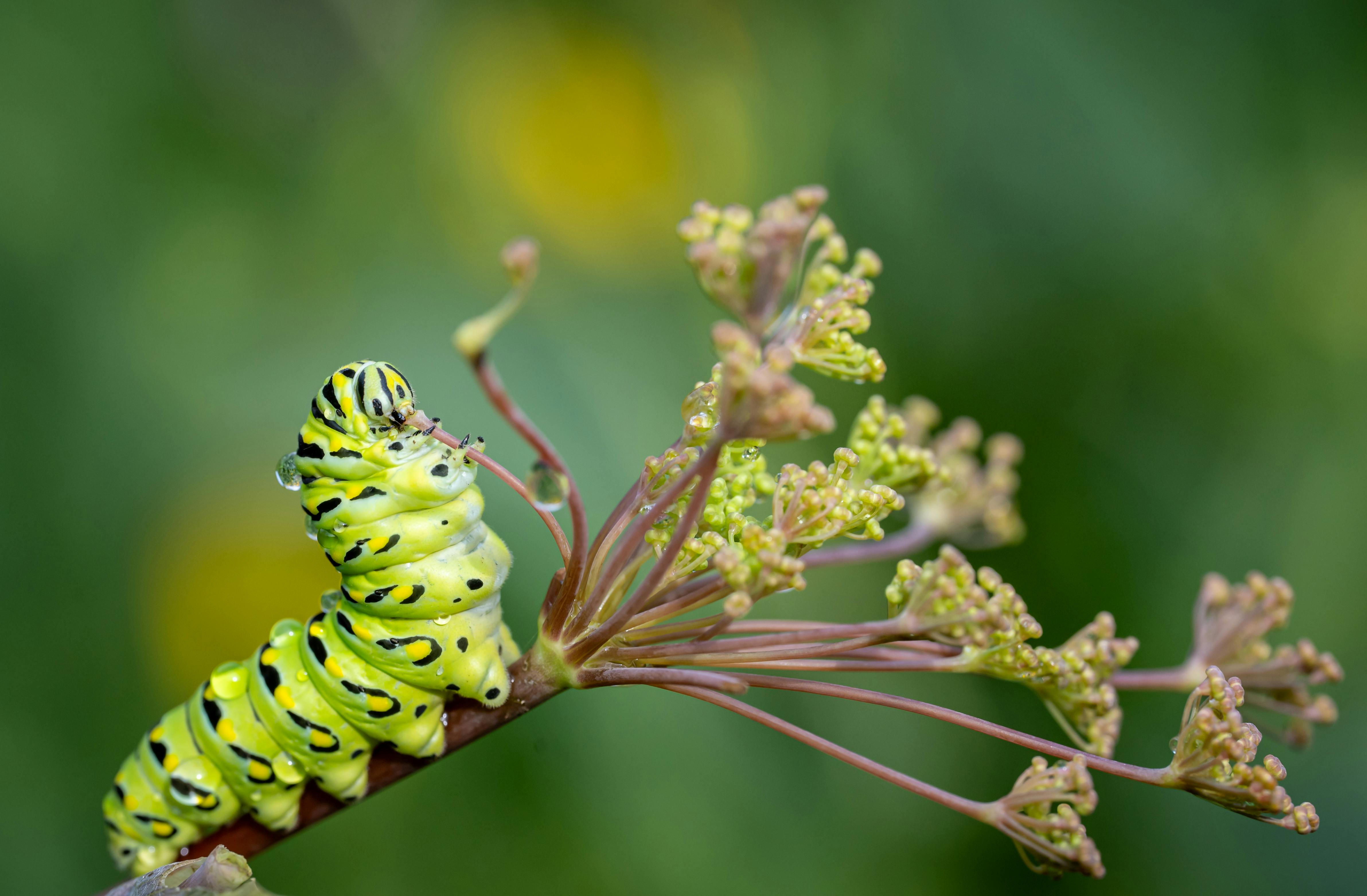 Ilustrasaun kona-ba oinsá planta feijão uza kimika atu atrai wasp predador ba defesa hosi lagarta