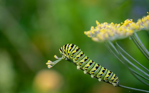 Free Close-up of a Black Swallowtail caterpillar on dill with colorful green background. Stock Photo