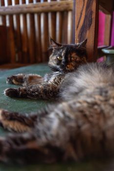 cat photo
