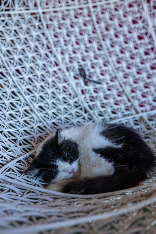 Free Adorable black and white cat curled up asleep in a white wicker chair indoors. Stock Photo