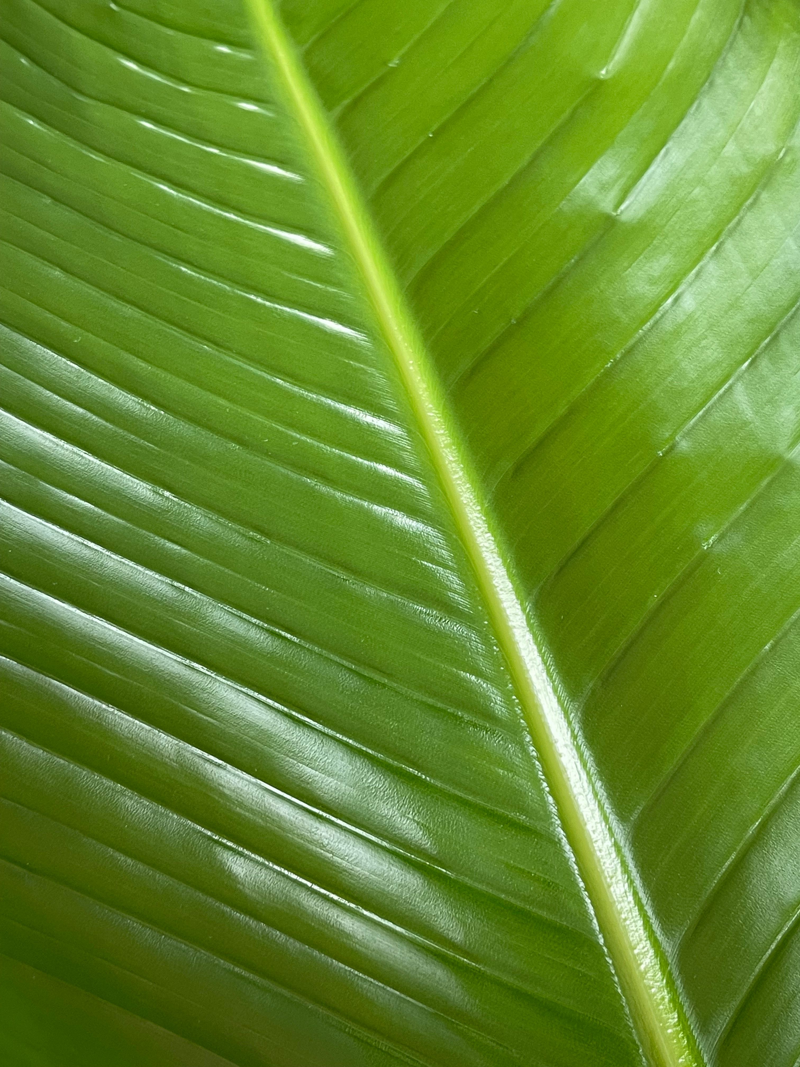Macro Photo of a Leaf · Free Stock Photo