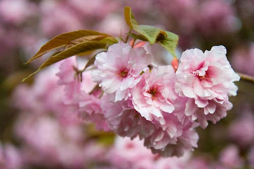 フローラ, フローラル, 春の無料の写真素材