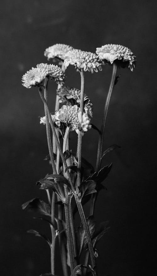 White Cluster Flower Photograph
