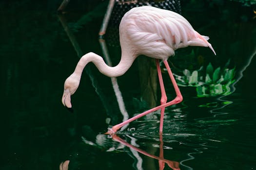 Graceful flamingo standing in serene water, reflecting its beauty. Captured in Guangzhou, China.