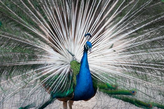 peacock photo