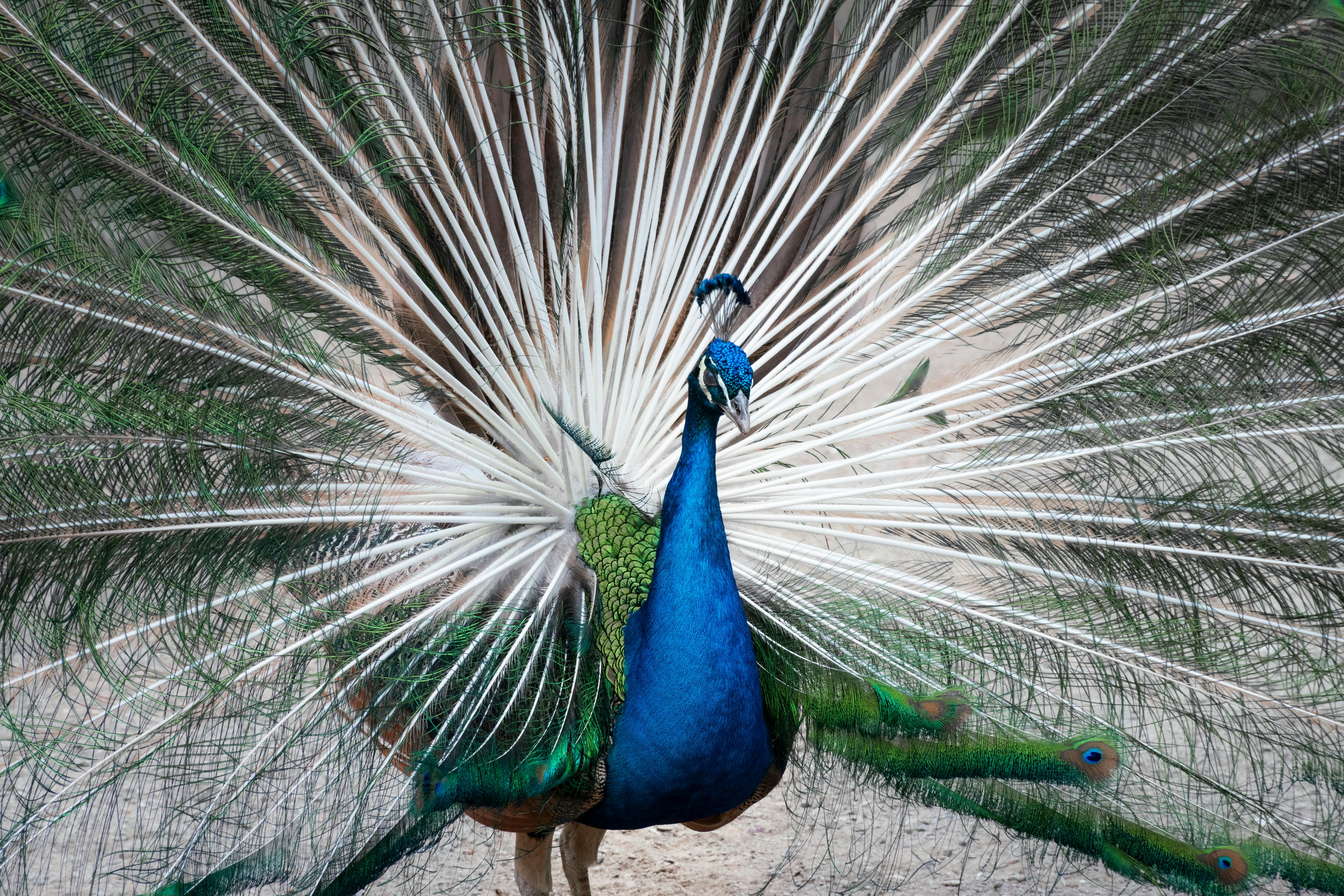 湖 China 9184686 YA00035150 9199338 Main Pump Device ZX450