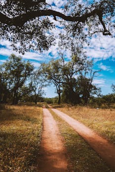 A tranquil dirt road meandering through a lush forest under a bright blue sky.