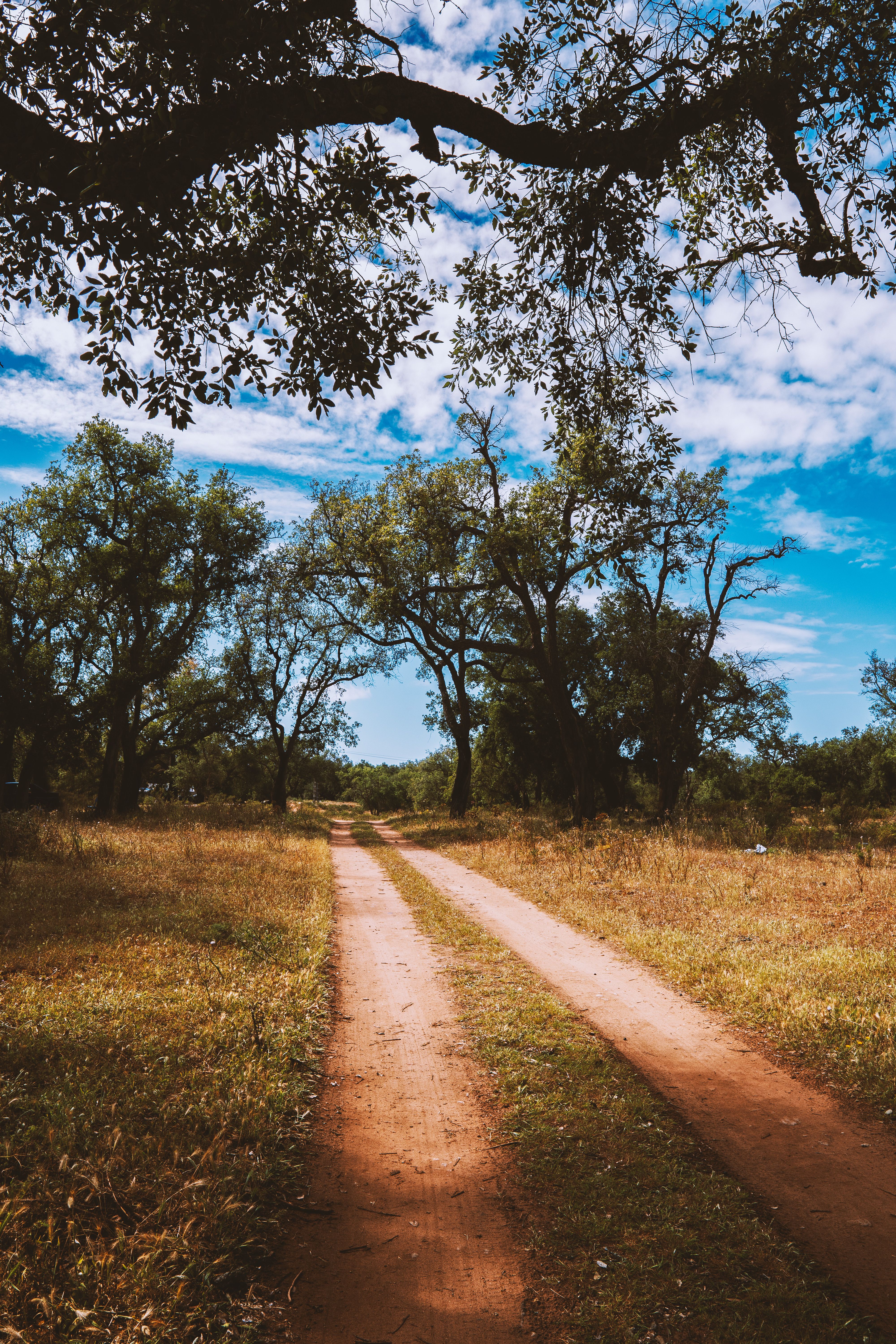 Serene Country Road Through Lush Forest · Free Stock Photo
