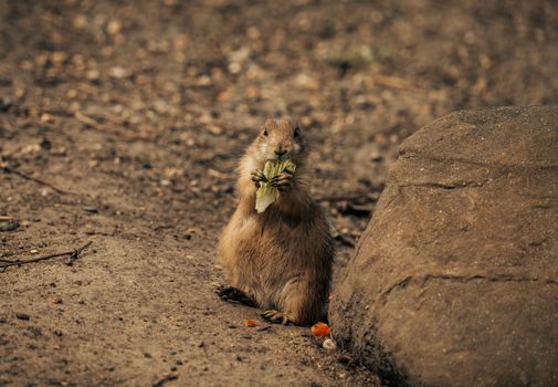 A cute prairie dog munching on lettuce in a natural outdoor setting.