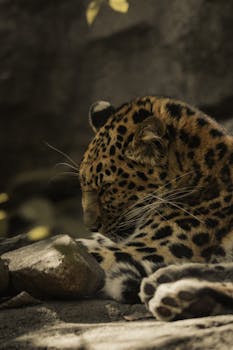 A leopard relaxing peacefully in a shaded, natural habitat.