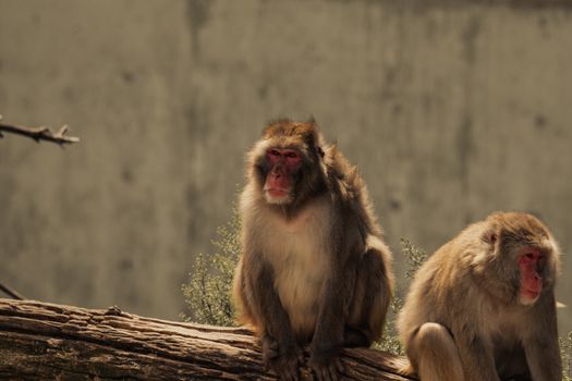Two Japanese macaque monkeys sitting on a log against a neutral background.