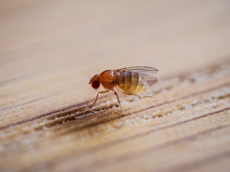 Macro photograph of a fruit fly, Drosophila melanogaster, on a wooden surface