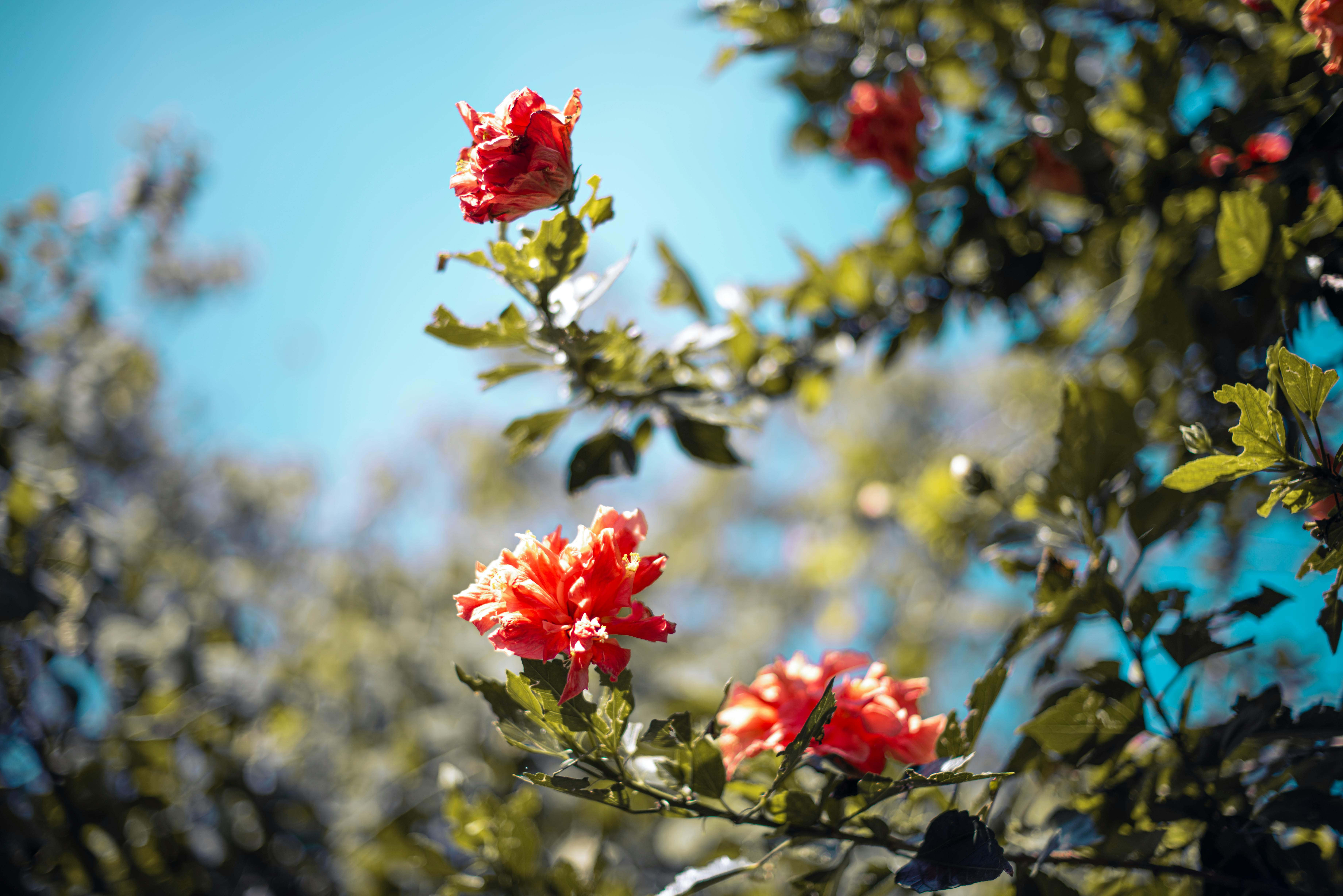 [ColoSach]-beautiful-orange-hibiscus-flowers-in-full-bloom-under-mexican-sunlight.-nature's-vivid-elegance.