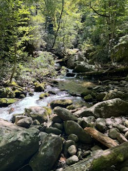 Vibrant forest stream flowing through lush greenery in Great Smoky Mountains National Park, offering a peaceful nature escape.