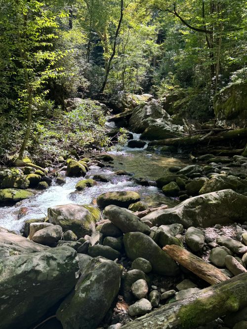 Free Vibrant forest stream flowing through lush greenery in Great Smoky Mountains National Park, offering a peaceful nature escape. Stock Photo