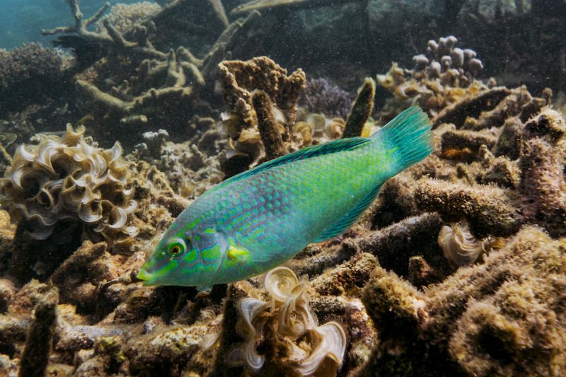 A colorful wrasse fish explores a lively coral reef ecosystem underwater, teeming with marine life.
