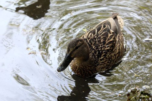 Free Mallard duck swimming gracefully on a calm pond in Vienna, Austria. Stock Photo