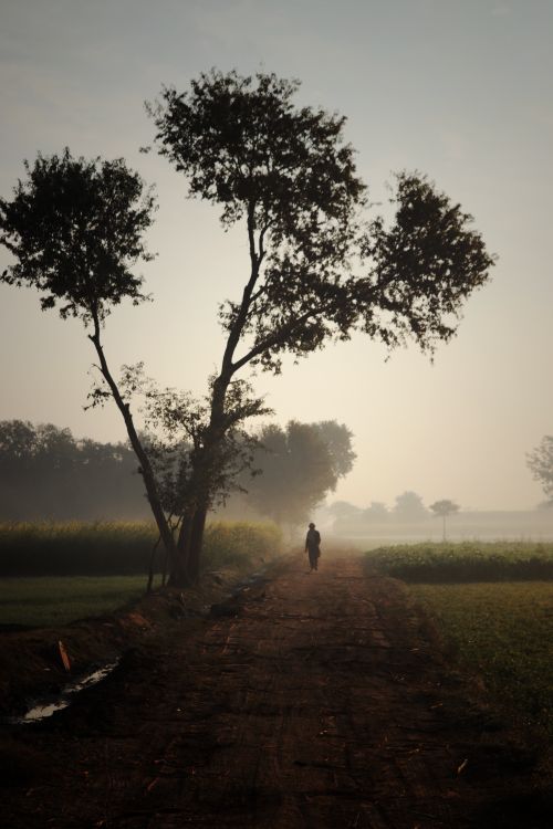 Free A solitary figure walking along a misty dirt road lined with trees at dawn. Stock Photo