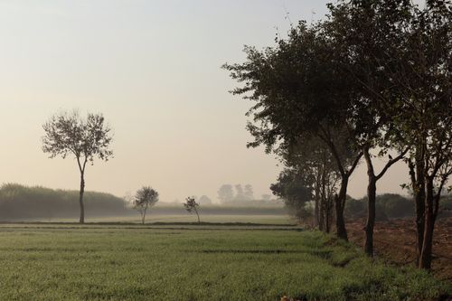 Free Peaceful rural scene with trees and mist at dawn, capturing the essence of tranquility in nature. Stock Photo