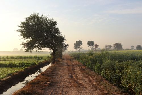 Free A serene dirt road flanked by trees and fields under a misty morning sky, perfect for tranquil photography. Stock Photo