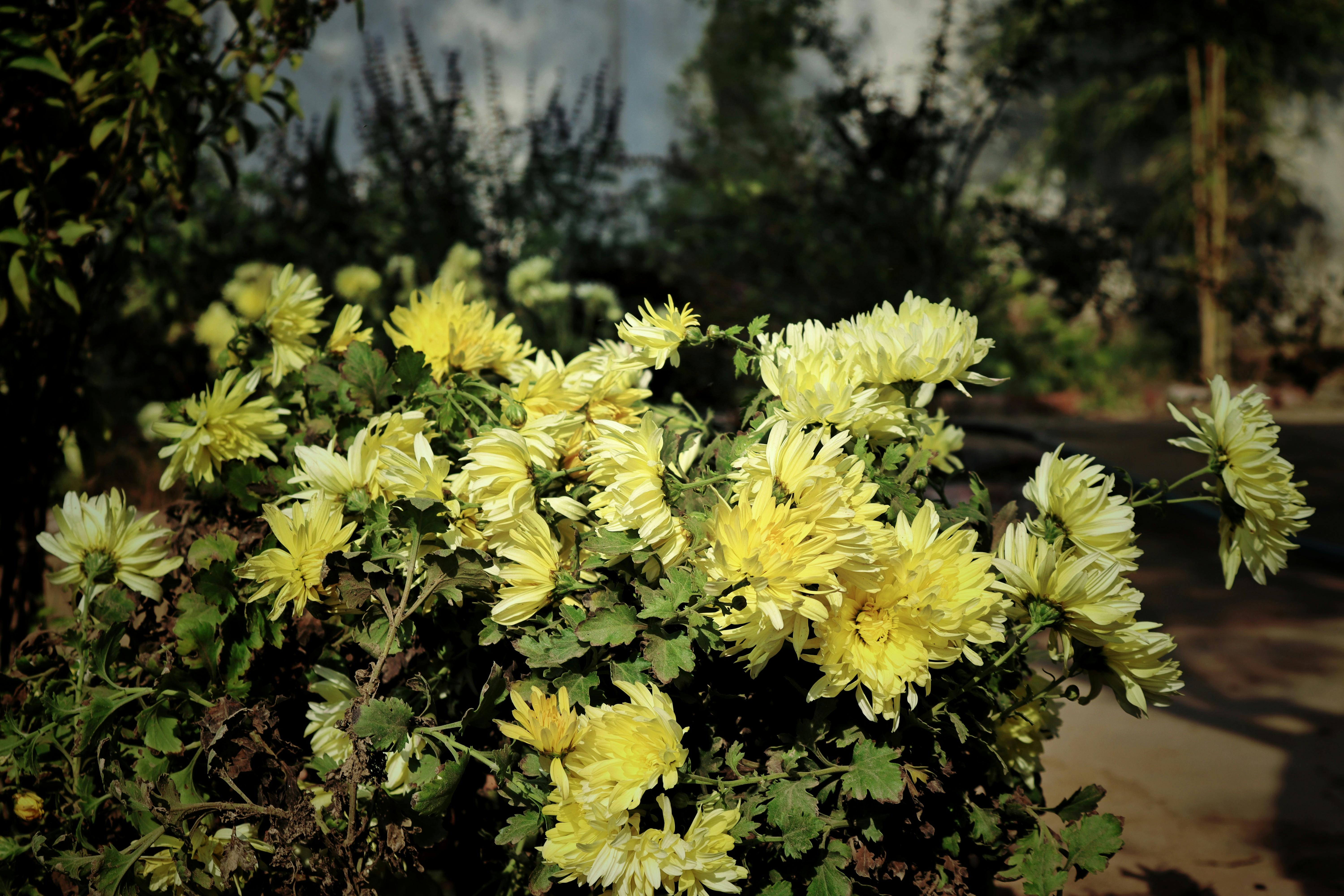 [ColoSach]-a-vibrant-cluster-of-yellow-chrysanthemums-basking-in-the-outdoors.