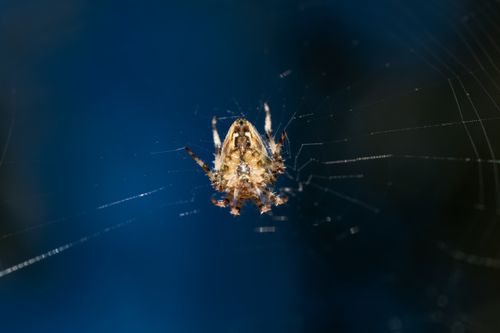 Free A detailed macro shot of a garden spider weaving its web in low light conditions. Stock Photo