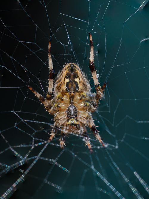 Free Detailed macro photo of a garden spider on its intricate web, showcasing natural patterns. Stock Photo