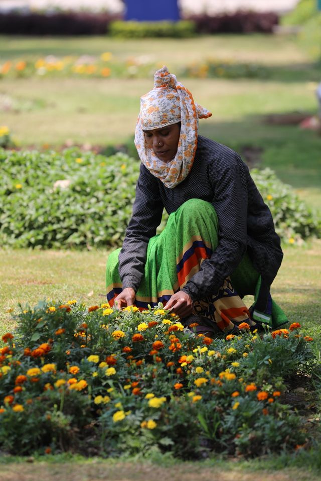 A woman tending marigolds in Surat, India