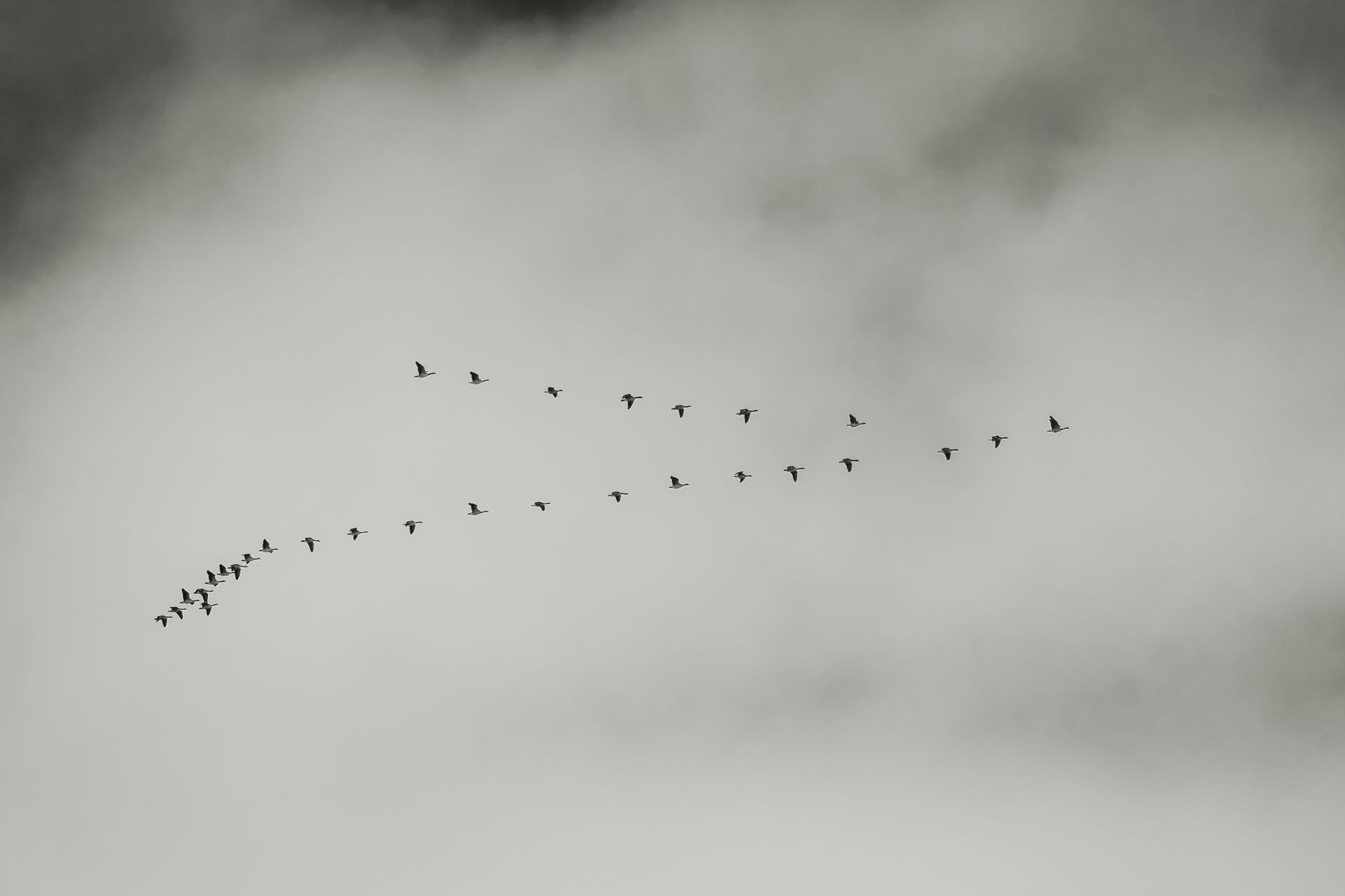 Geese migrating