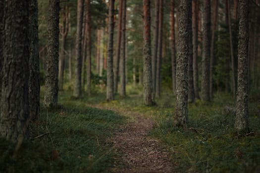 A peaceful forest trail winds through lush, tall trees, inviting exploration and tranquility.