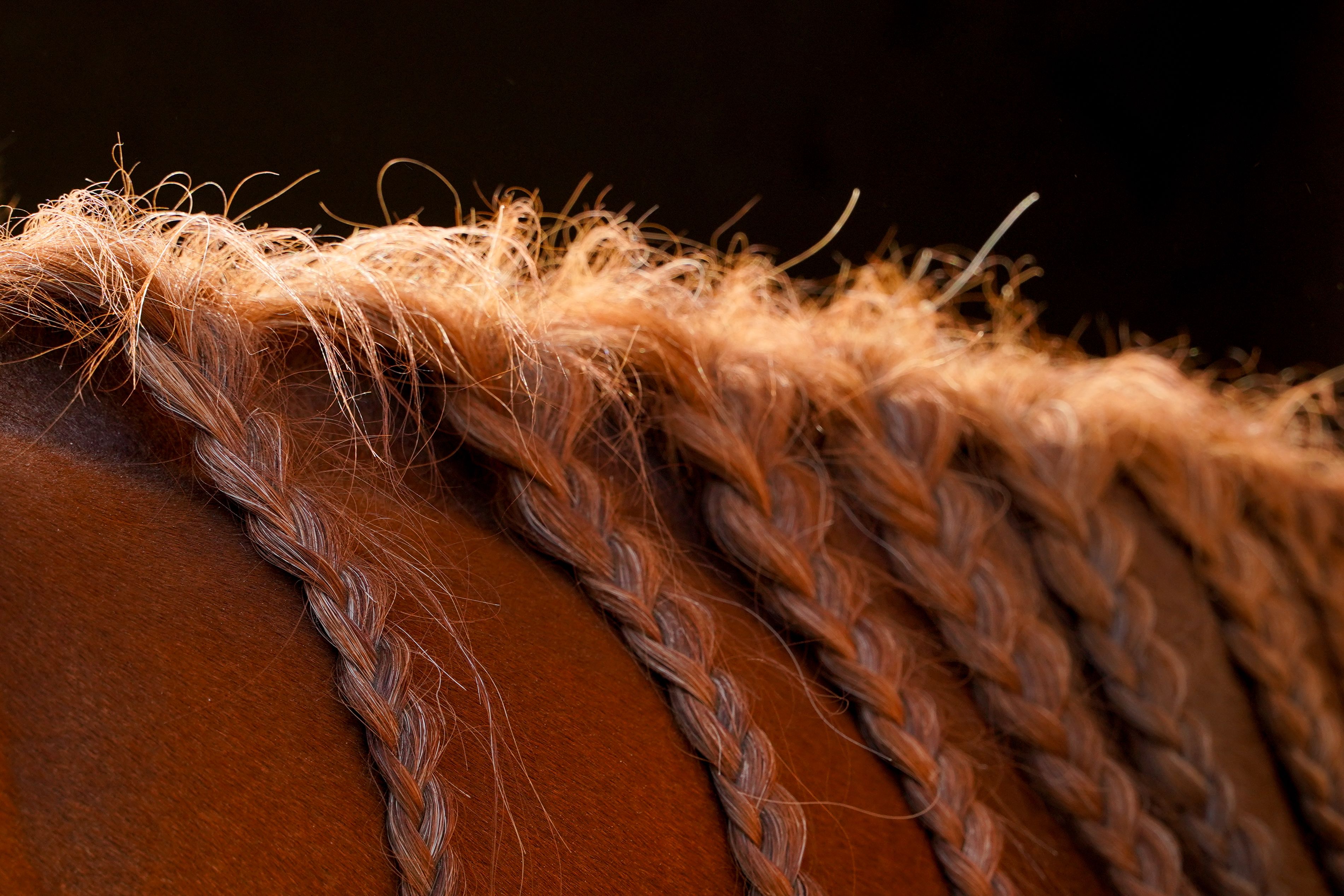 Yarn of coarse animal hair or of horsehair (including gimped horsehair yarn), whether or not put up for retail sale