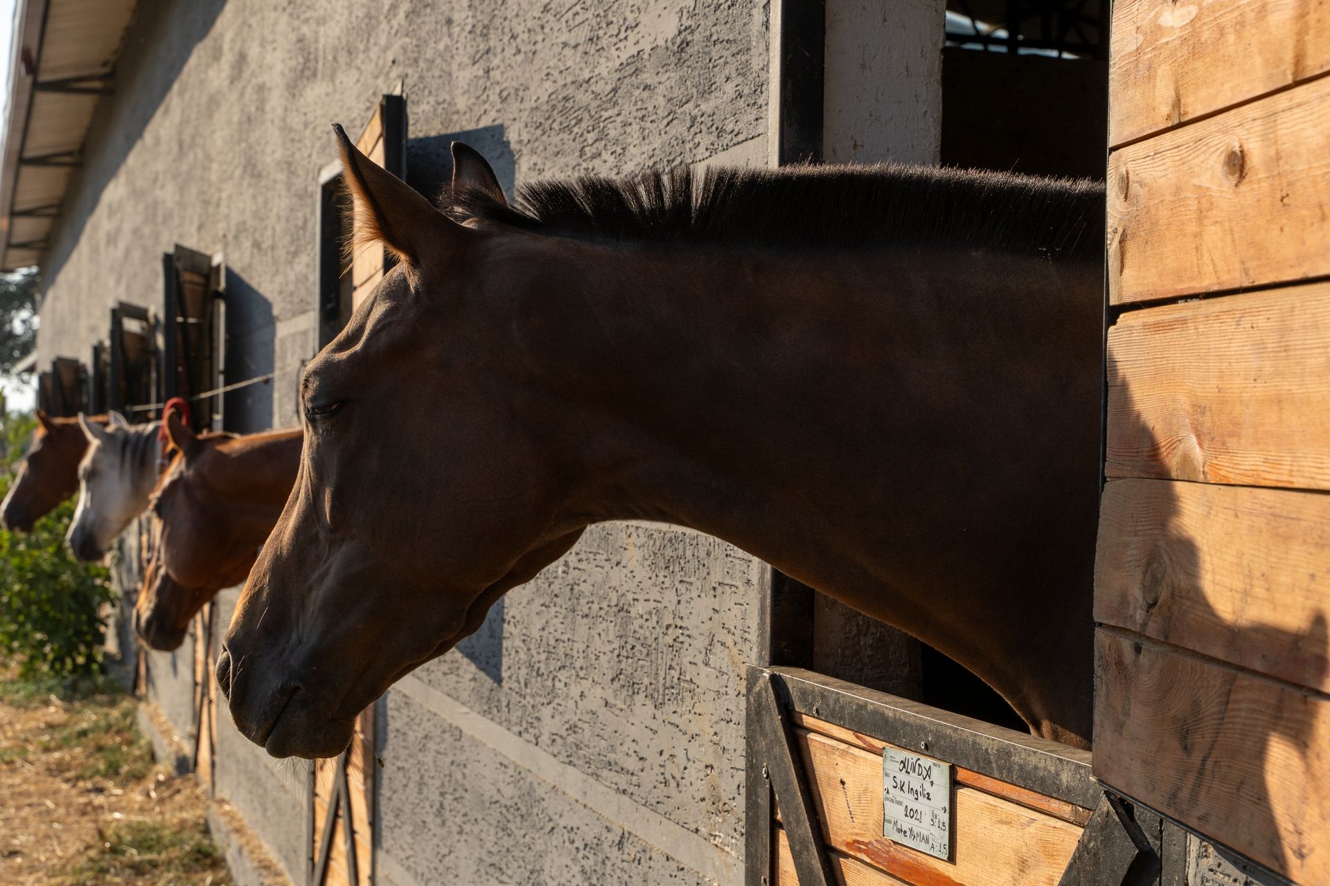 A row of horses peering out from barn stalls at a ranch in Bursa, Turkey.
