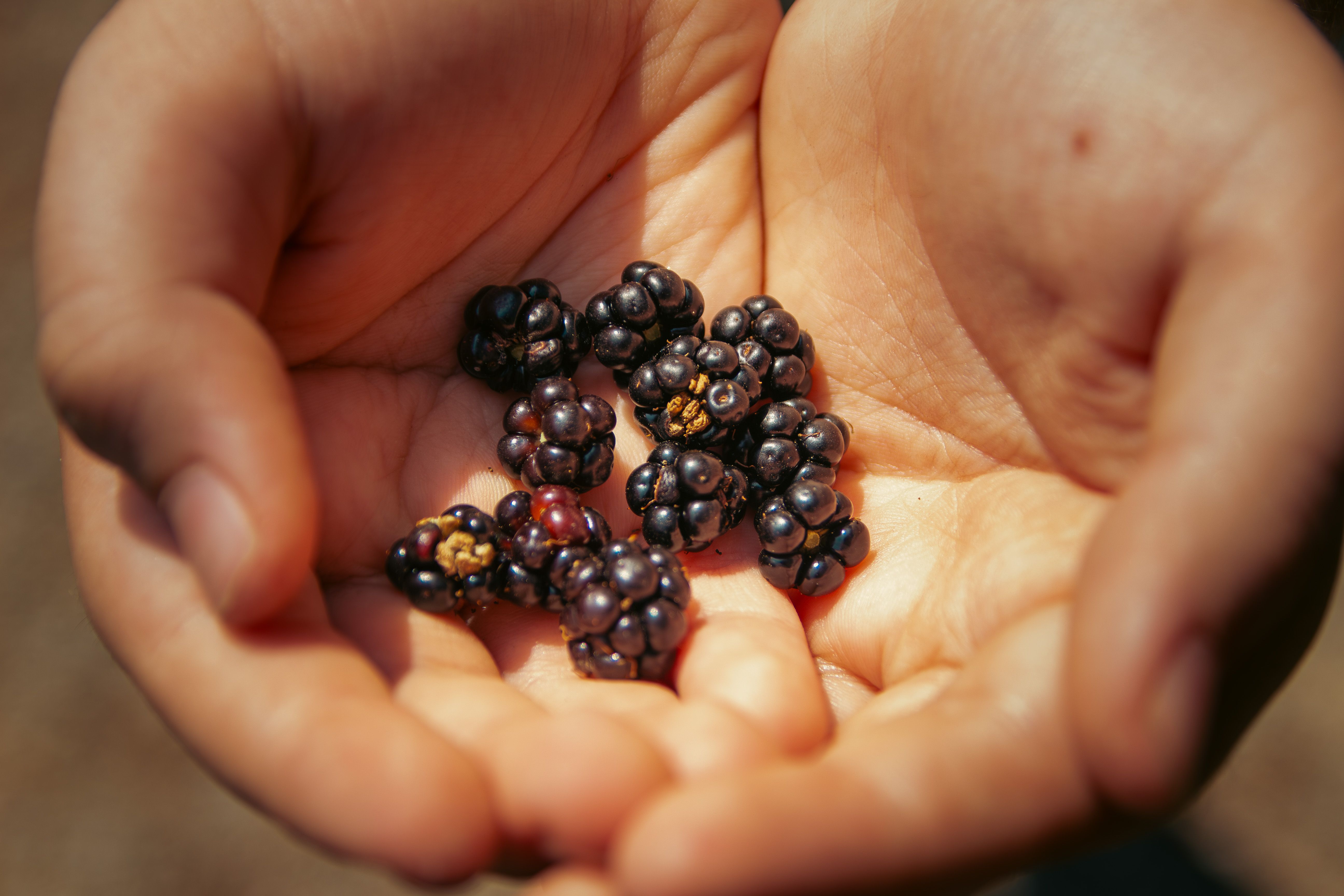 Close-up of hands holding fresh blackberries in natural sunlight, captured in Sinop, Türkiye.