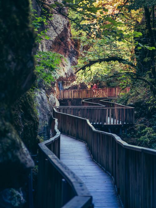 Free Serene forest trail with a winding wooden walkway amidst lush greenery. Stock Photo