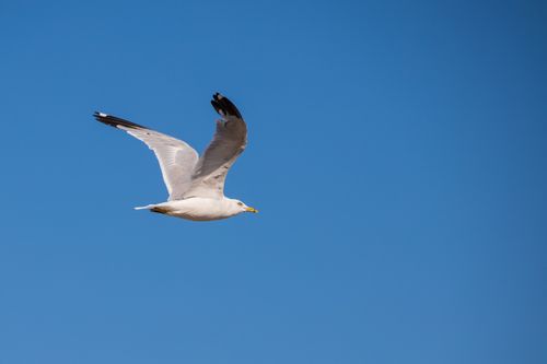 Free A seagull gracefully soars against a clear blue sky, showcasing nature's elegance. Stock Photo
