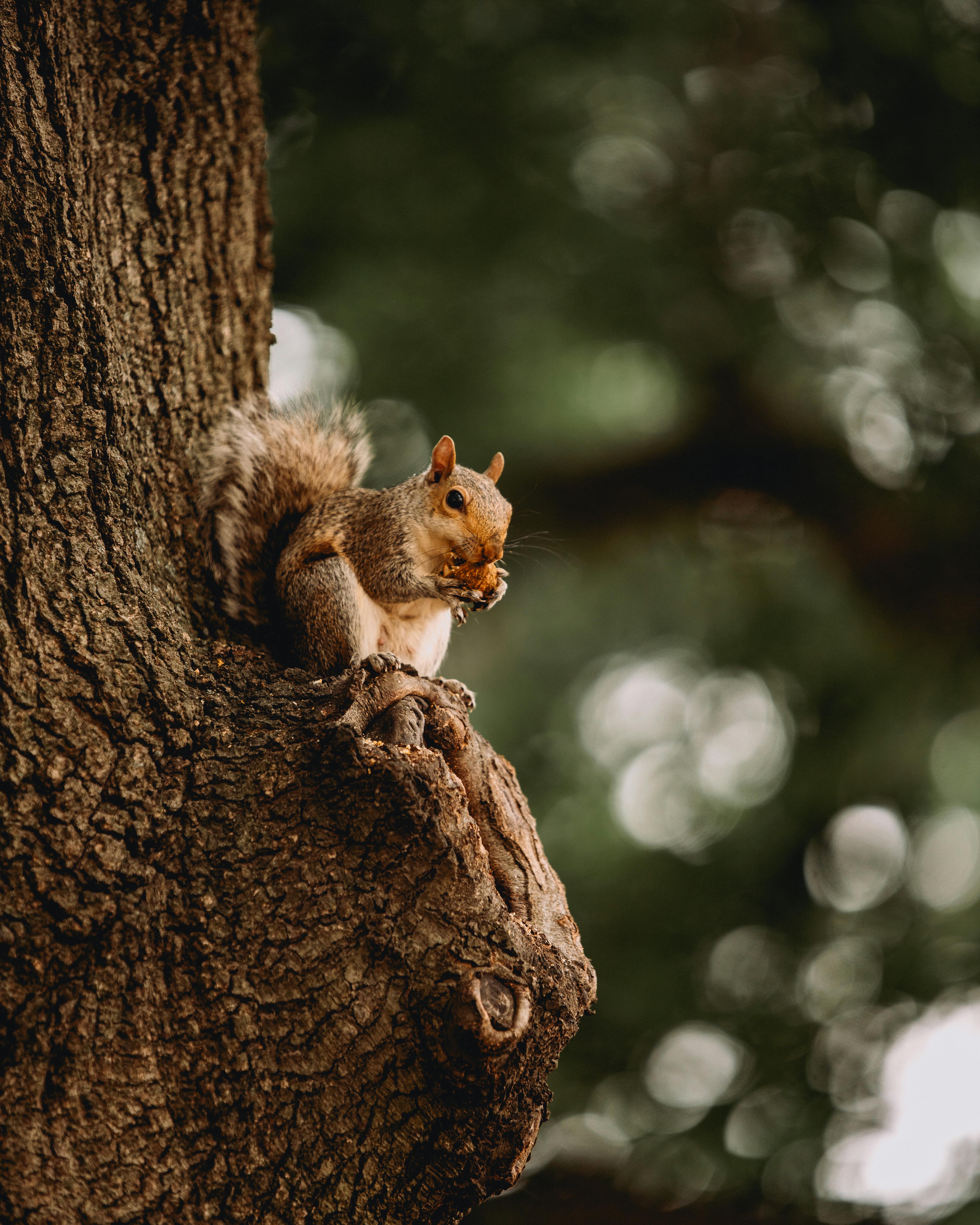A squirrel munching on food while perched on a tree branch, blending with nature.