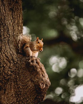 A squirrel munching on food while perched on a tree branch, blending with nature.