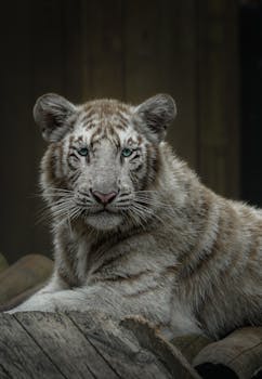 A striking close-up of a white tiger relaxing outdoors, showcasing its majestic features and natural habitat.