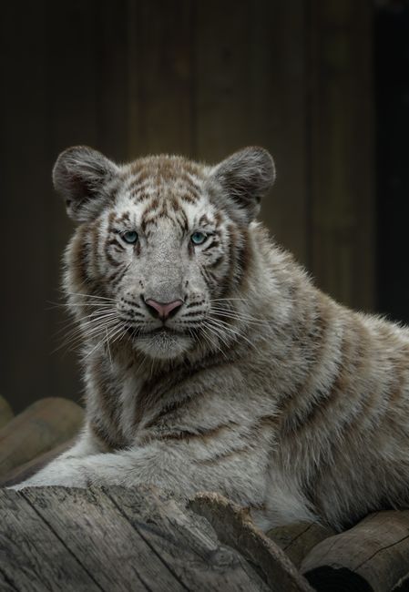 A striking close-up of a white tiger relaxing outdoors, showcasing its majestic features and natural habitat.