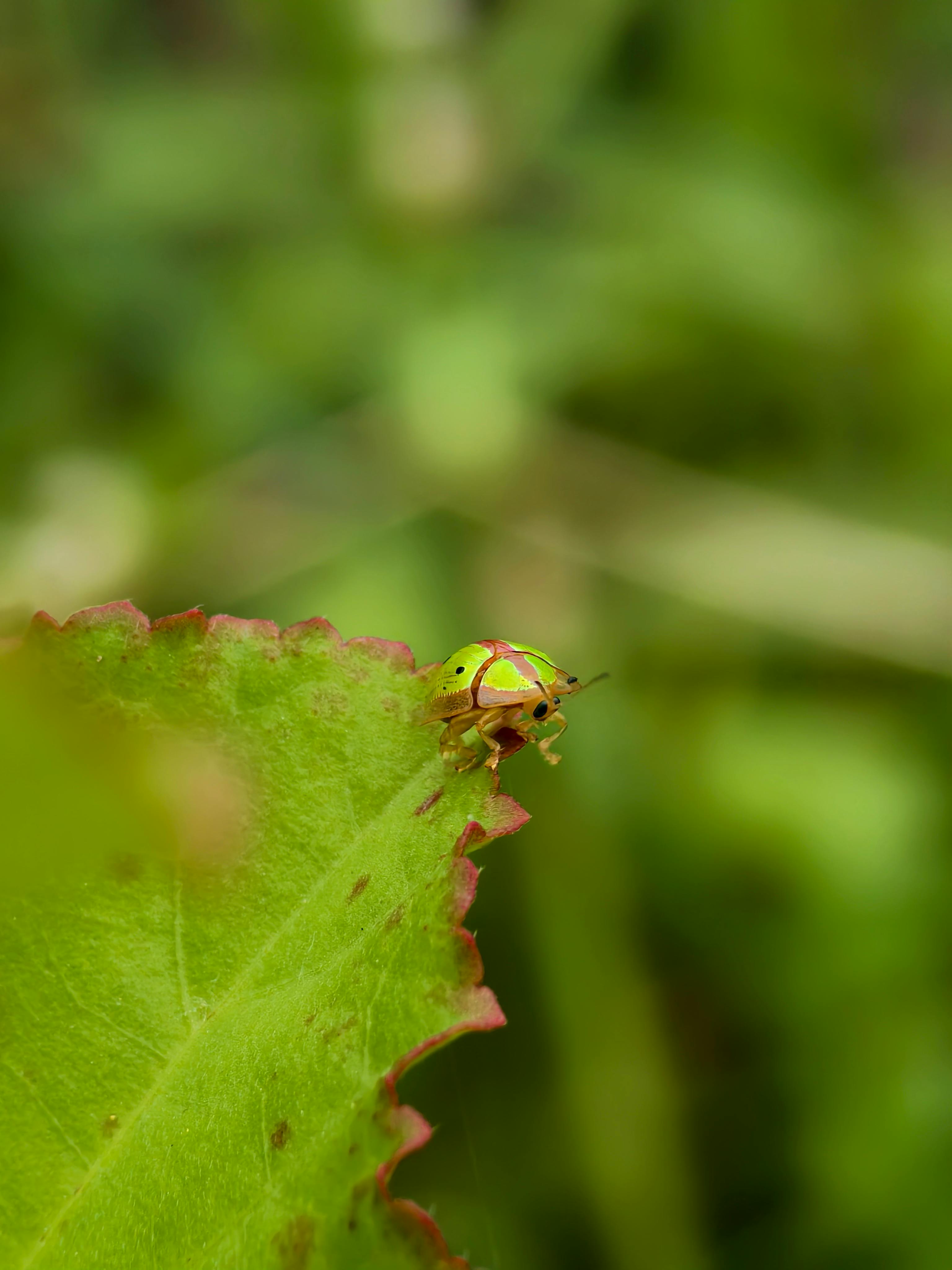 Vibrant macro shot of a colorful shield bug perched on a green leaf edge.