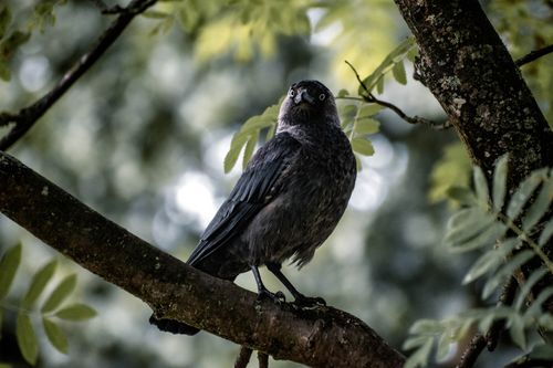 Free Close-up of a Eurasian jackdaw perched on a tree branch in a lush forest setting. Stock Photo