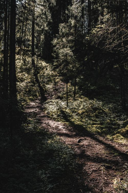 Free A secluded forest path in Finland, illuminated by dappled sunlight, creating a serene ambiance. Stock Photo