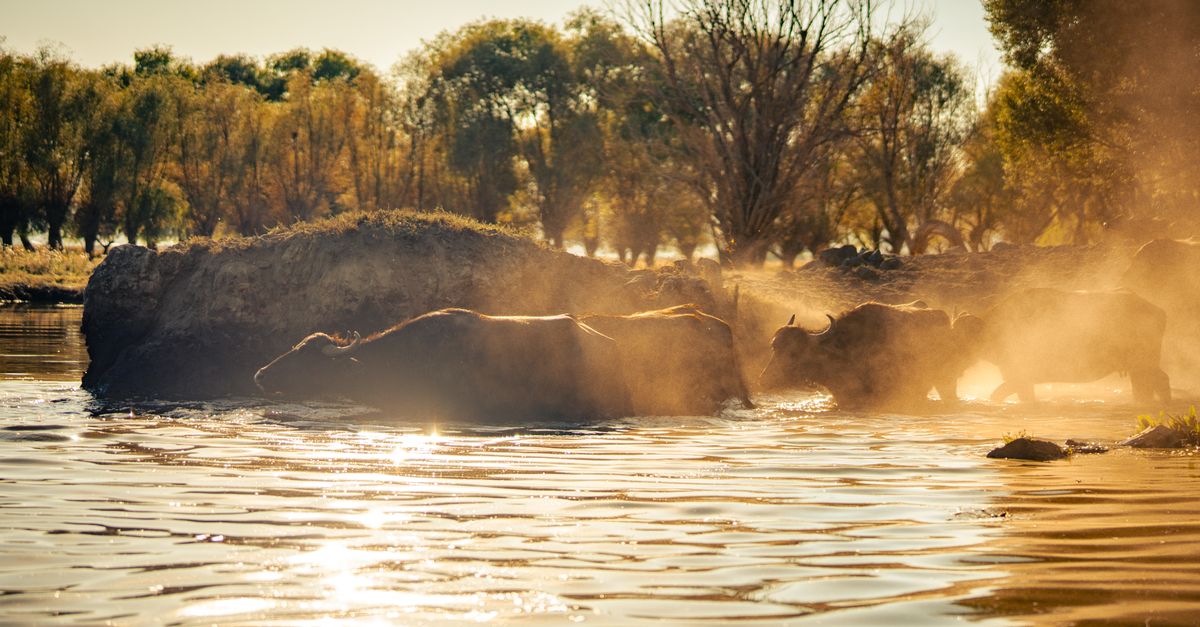 Buffalo herd crossing river at sunset, surrounded by golden trees and misty water.