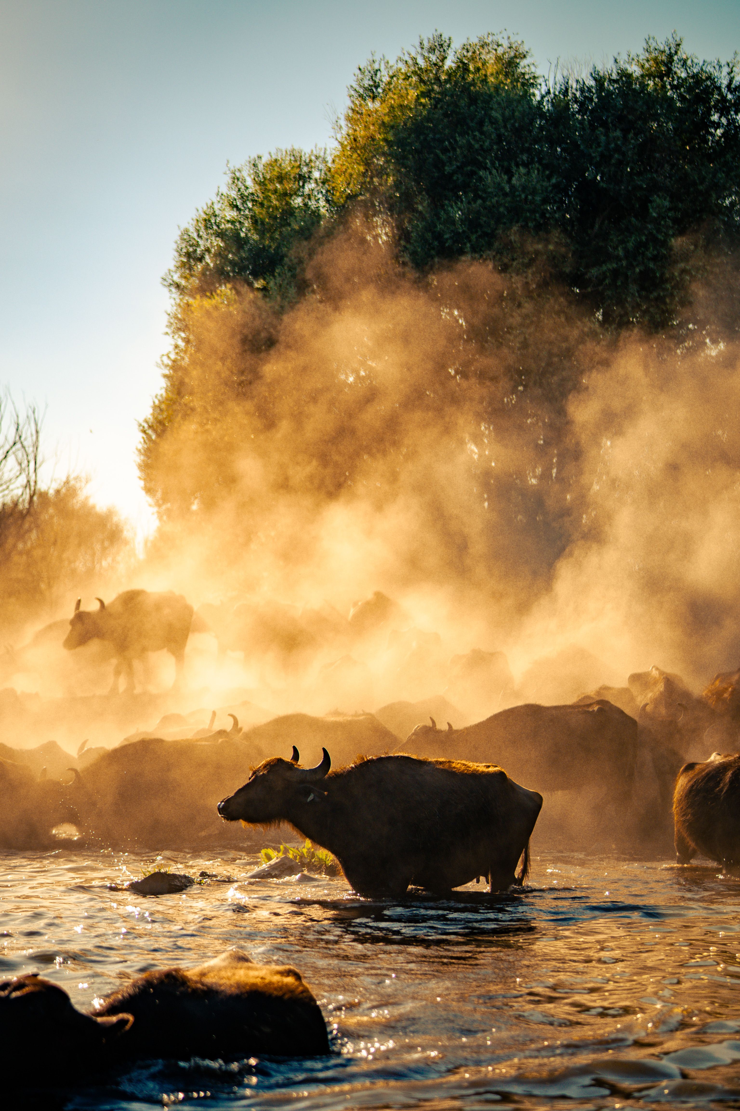 Water buffalo crossing a river at sunrise with dramatic mist and light.