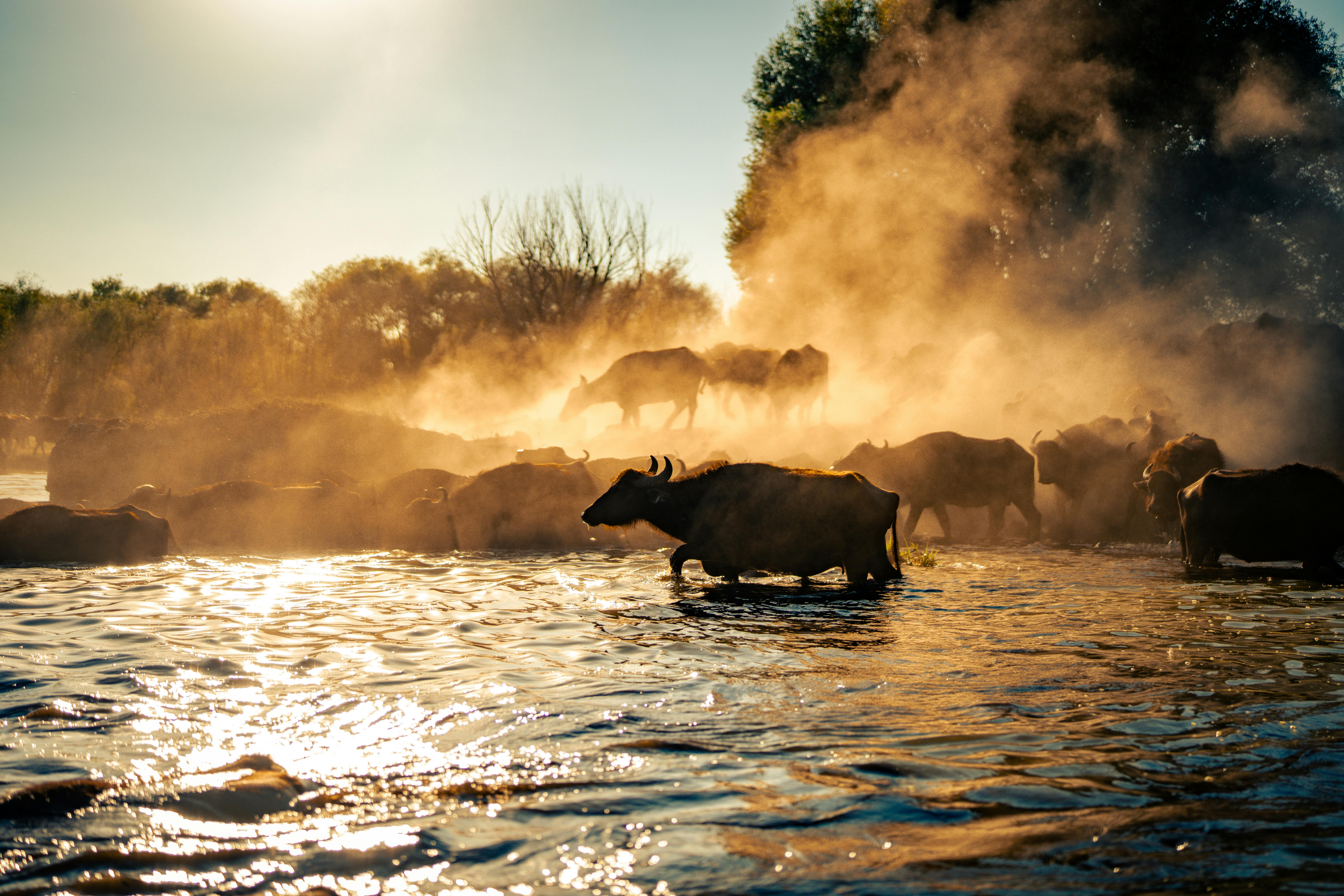 Unraveling the Mysteries of Animal Migratory Patterns